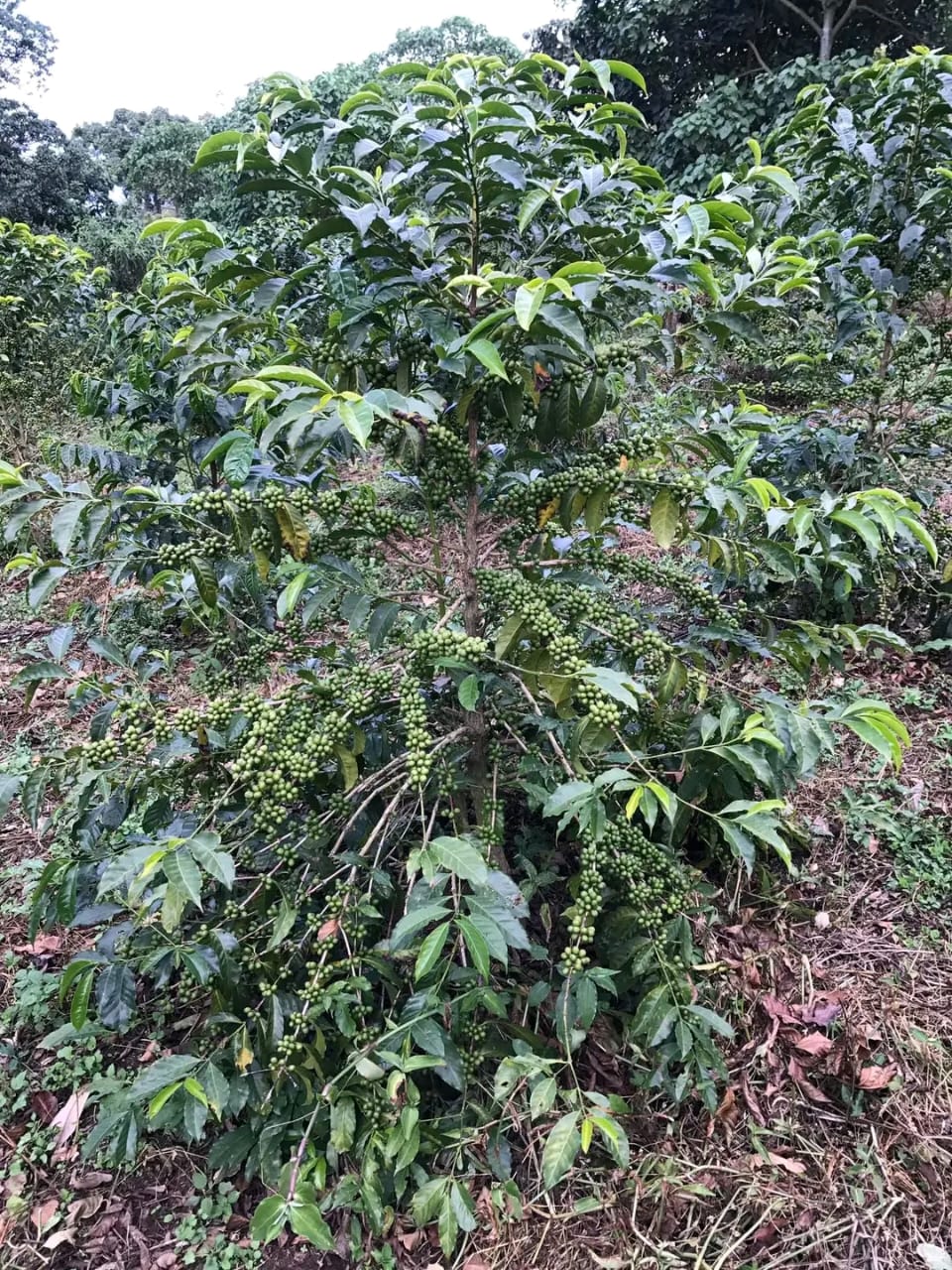 Flourishing Arabica Tree
