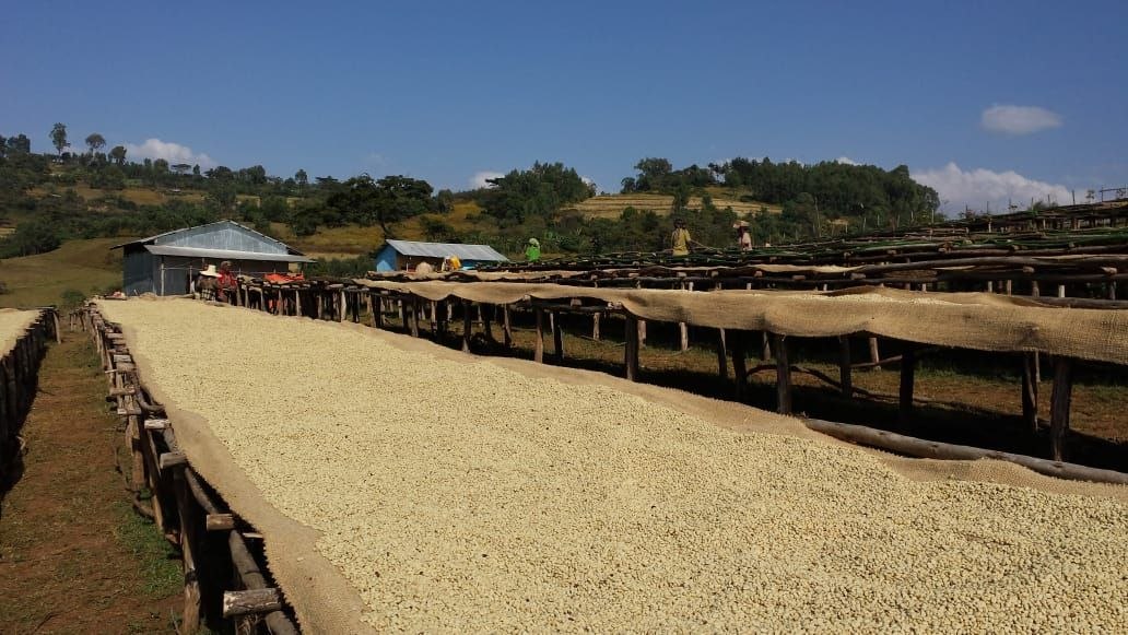 Coffee farm